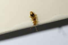 Cryptamorpha desjardinsi