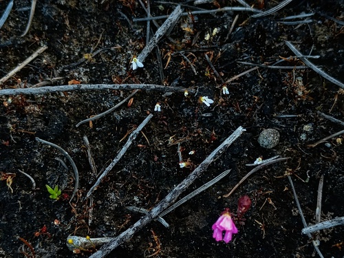 Tiny Triggerplant (Stylidium perpusillum)