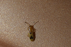 Cryptamorpha desjardinsi