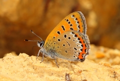 Lycaena helle
