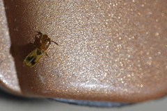 Cryptamorpha desjardinsi