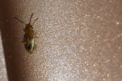 Cryptamorpha desjardinsi