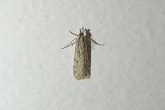 Scoparia halopis