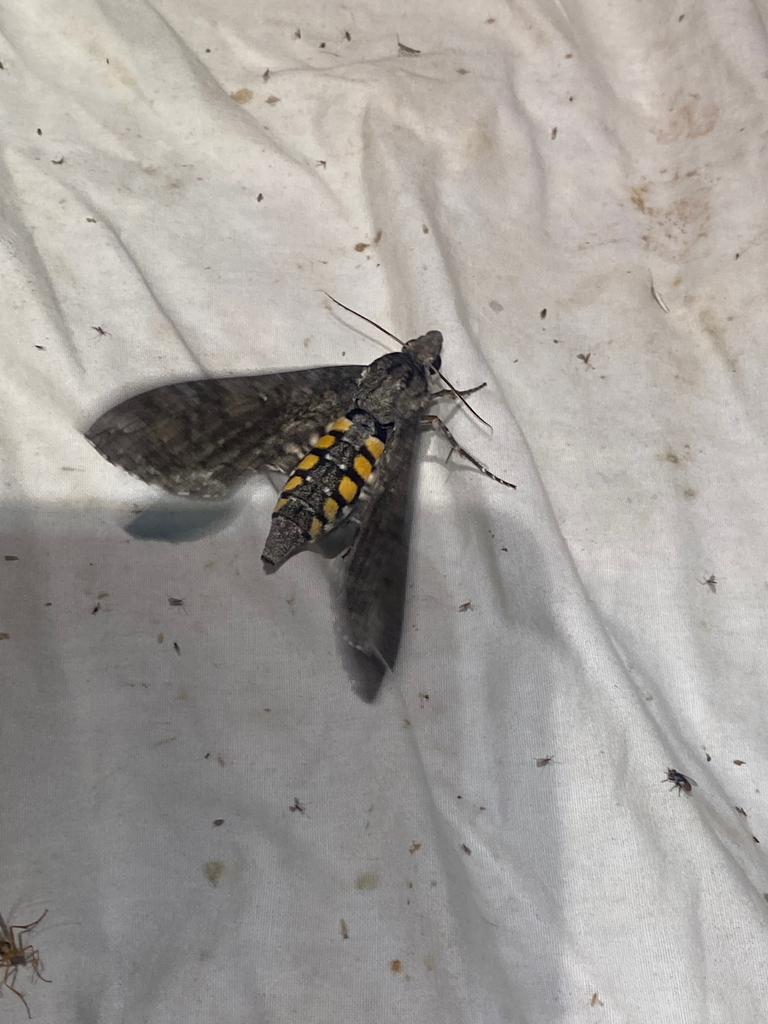 Carolina Sphinx from Madera Canyon Roadside Park, Fort Davis, TX, US on ...