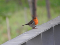 Erithacus rubecula