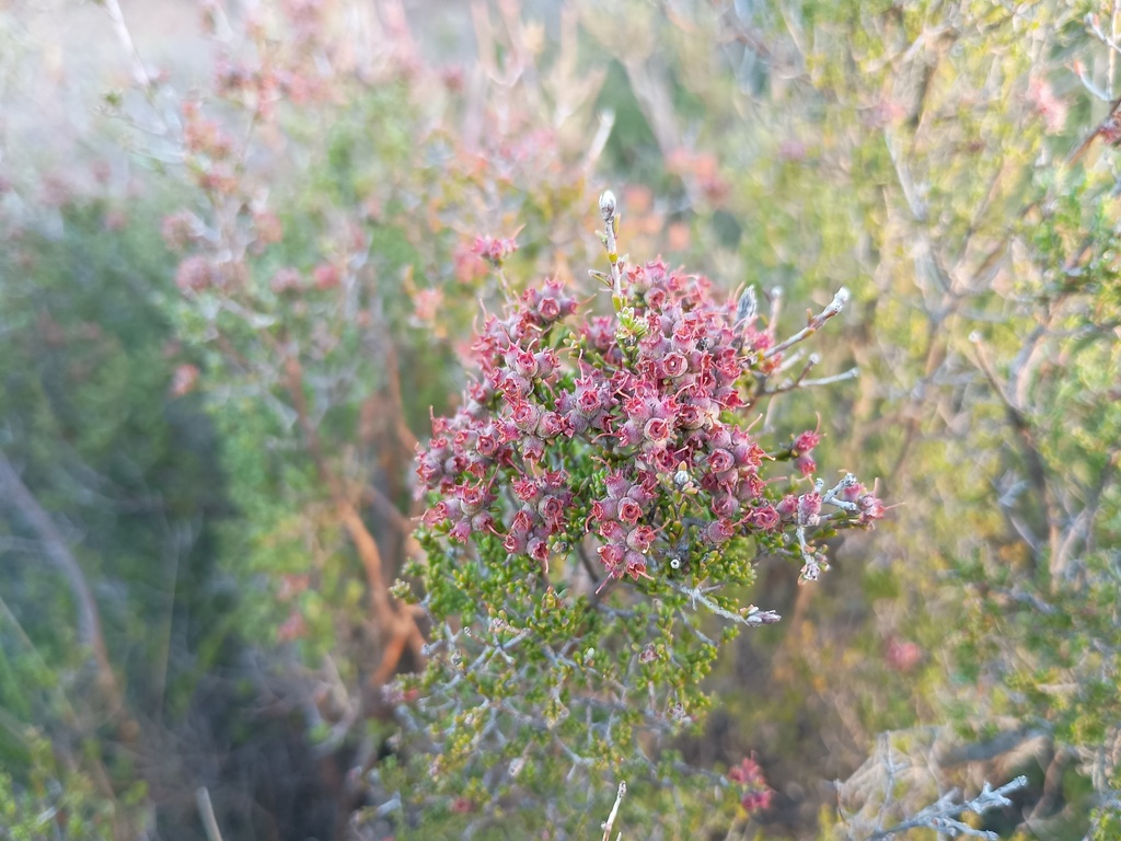Kunzea parvifolia; photograph (c) grampianshiker, some rights reserved (CC BY)