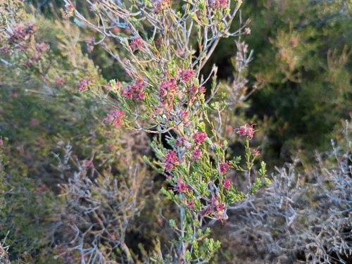 Kunzea parvifolia, photograph 2