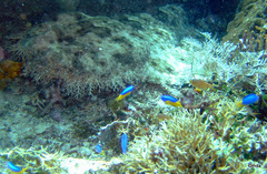 Pomacentrus auriventris