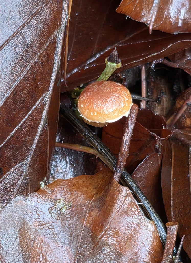 Tubaria furfuracea · December 2025 · photo: © sabear (iNaturalist, cc0)