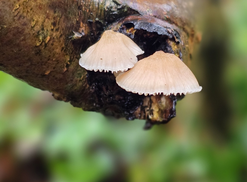 Mycena · December 2025 · photo: © sabear (iNaturalist, cc0)