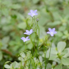 Wahlenbergia capillaris