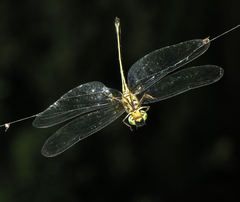 Idionyx thailandicus