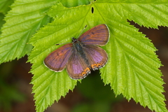 Lycaena helle