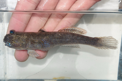 Asian Dwarf Mudskipper photo 2