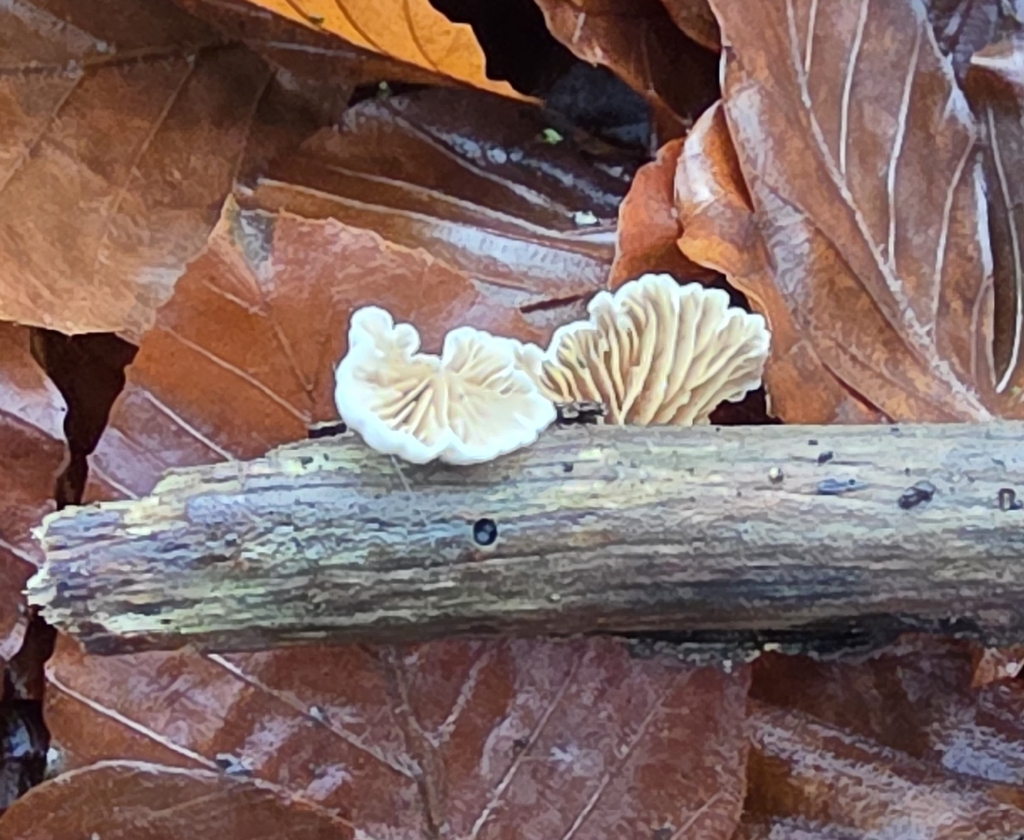 Crepidotus · December 2025 · photo: © sabear (iNaturalist, cc0)