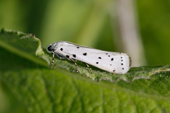 Myelois circumvoluta