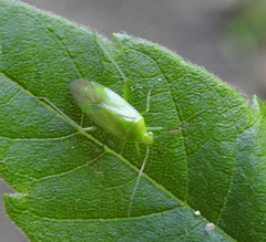 Calocoris