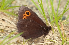 Erebia embla