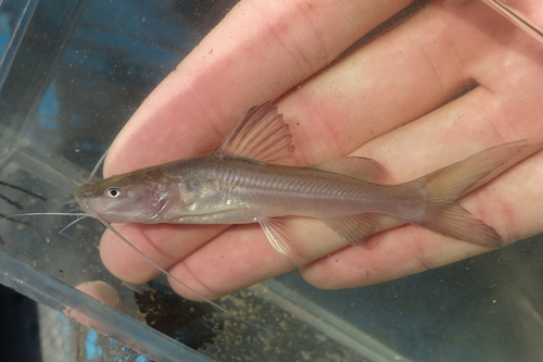 Hemibagrus hoevenii