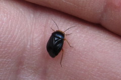 Strongylocoris leucocephalus