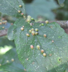 Eriophyes homophyllus