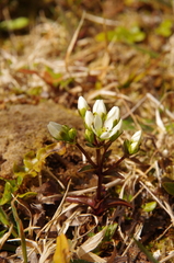 Gentianella chathamica