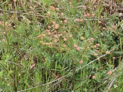 Sanguisorba verrucosa