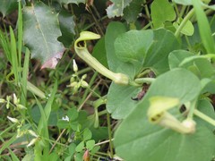 Aristolochia paucinervis