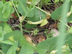 Aristolochia paucinervis