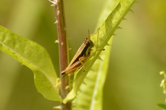 Dichroplus elongatus