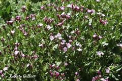 Epilobium australe