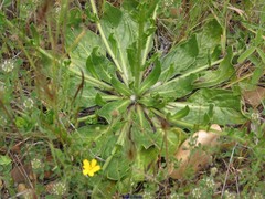 Trifolium cherleri