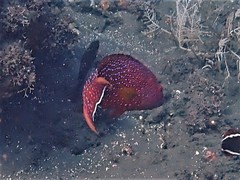 Variola albimarginata