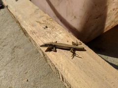 Takydromus kuehnei