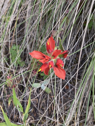 Scorzonera-leafed Paintbrush
