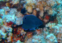 Pomacentrus trichrourus