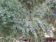 Ziziphus jujuba