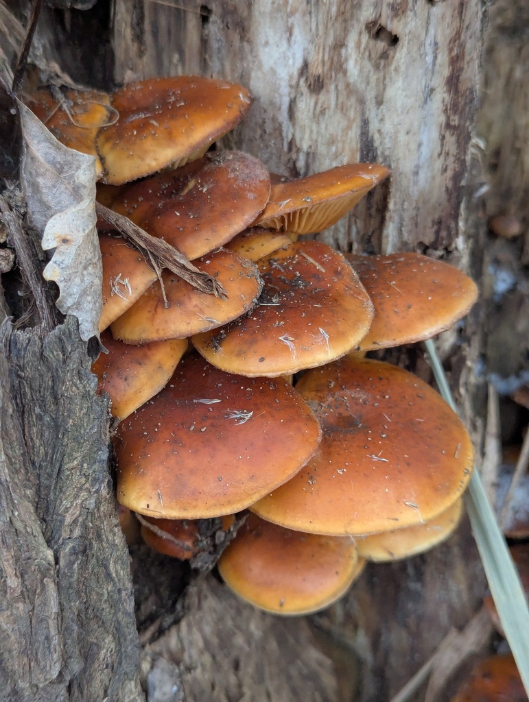 Flammulina velutipes · December 2025 · photo: © mhincz (iNaturalist, cc-by)