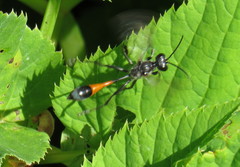 Ammophila sabulosa