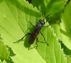 Macrophya annulata
