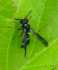 Allodynerus