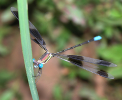 Orolestes octomaculatus