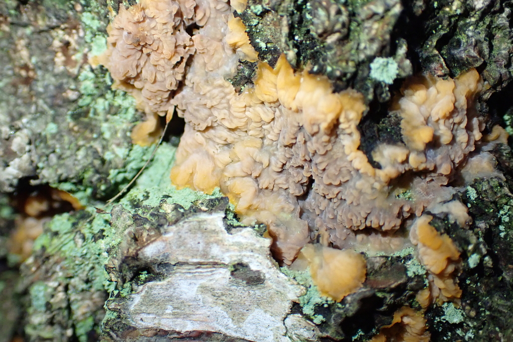 Phlebia radiata · December 2025 · photo: © kh-c (iNaturalist, cc0)