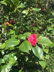 Magnoliopsida