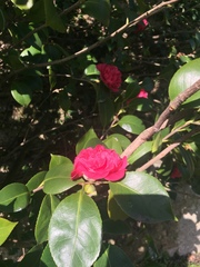 Magnoliopsida