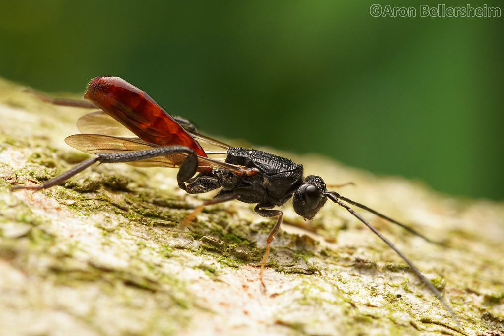 Ibaliidae