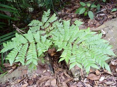 Archidendron clypearia