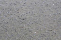 Olivella semistriata