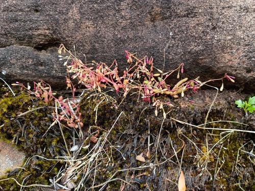 Pink Purslane (Calandrinia calyptrata)