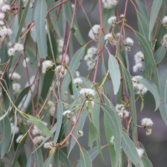 Eucalyptus youmanii
